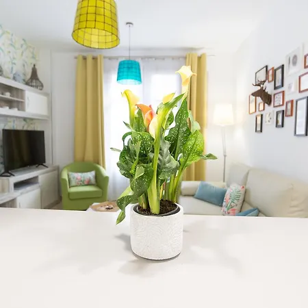 Homemalaga Alamos Luxury Malaga